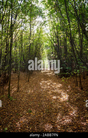 Passage durch den Wald Bäume durch trockene, orange, Blätter im Herbst fallen und Aufhellen durch Licht von der Sonne Stockfoto