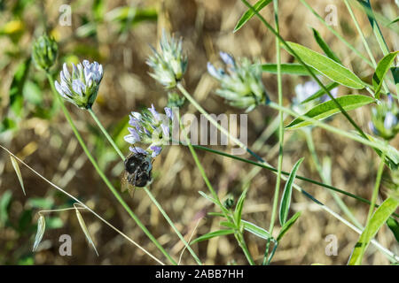 Große schwarze shaggy Hummel sitzt auf einem Klee Blume Hummel saugen Nektar aus einer purpule Klee Blüte mit grünen vevetation Hintergrund. Stockfoto