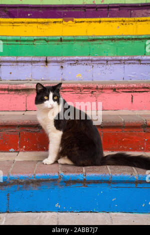 Eine von Istanbuls zahlreiche Straße Katzen in der Fener Balat Bezirk Stockfoto