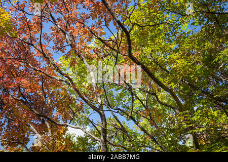 Ansicht von unten im Herbst bunte Blätter gegen einen klaren, blauen Himmel und dunklen Zweige Stockfoto