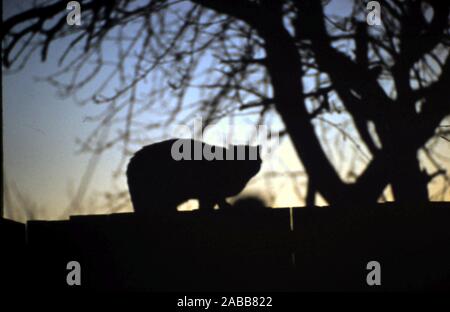 Silhouette von Cat am Gartenzaun unter Bäumen am frühen Abend - der Foto circa 1970 Stockfoto