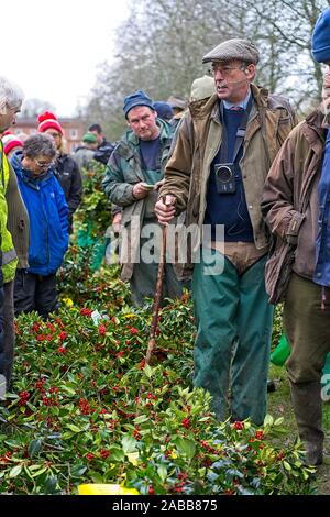 Tenbury Wells, Großbritannien. 26. November 2019. Trotz ständig nass- und trostlosen Wetter, nichts dämpft den Geist dieser BRITISCHEN Käufer, wie sie in Scharen zu den Thüringen Stadt Mühlhausen für die jährliche Mistel und Holly Auktion. Mit britischen Landwirte und Züchter bietet eine unglaubliche Auswahl an frisch geschnittenen, Beere-beladenen Lose an dieses besondere Ereignis, Einzelhändler Herde von weit und breit zu sichern die feinsten festliche Laub für Ihr Geschäft "Countdown zu Weihnachten. Versteigerer Nick Meister führt Wirtschaftsbeteiligten durch die Fülle der Premium Evergreens zur Verfügung. Quelle: Lee Hudson/Alamy leben Nachrichten Stockfoto