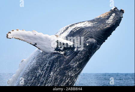 Nahaufnahme einer Verletzung Buckelwal Kopf und Flipper. Stockfoto
