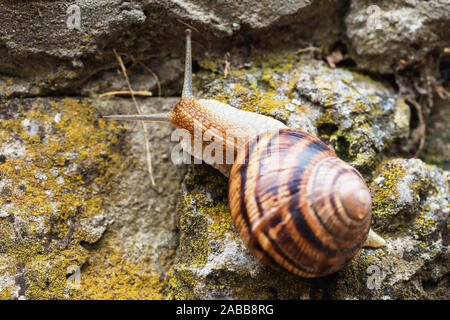 Eine Schnecke kriecht auf Steinen. Clam Nahaufnahme Stockfoto