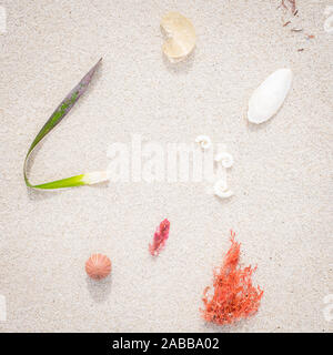 Muscheln, Korallen und Algen am Strand, Australien Stockfoto