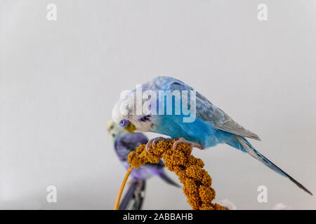 Blauer Wellensittich isst Hirse Kolben Stockfoto