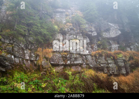 Misty, Moody Blick auf vertikale felsigen Klippen von bunten Moos, sonnendurchfluteten Gras und junge Kiefern bedeckt Stockfoto