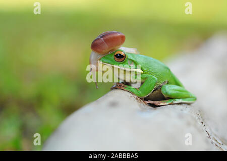 Schnecke auf einem Pummelig Laubfrosch, Indonesien Stockfoto