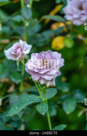 Rose Blue Bajou. Blume in voller Blüte. Stockfoto