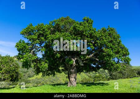 Eine Eiche in einer grünen Wiese Wiese bestreut mit lila Wildblumen in Toro Park in der Nähe von Monterey, Kalifornien, USA Stockfoto