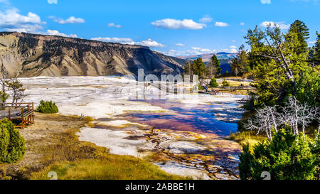 Das Mineral reichhaltiges warmes Wasser der grünen Frühling auf der großen Terrasse in den Mammoth Quellen im Yellowstone National Park, Wyoming, USA