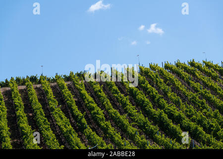 Reihen von Weinstöcken Kurve über einem Hügel in einem Weinberg in der Nähe von Buellton, Kalifornien Stockfoto