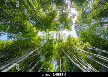 Bambuswald, oder arashiyama Bamboo Grove oder Sagano Bambuswald, ist ein natürlicher Wald von Bambus in Arashiyama, Kyoto, Japan. Stockfoto