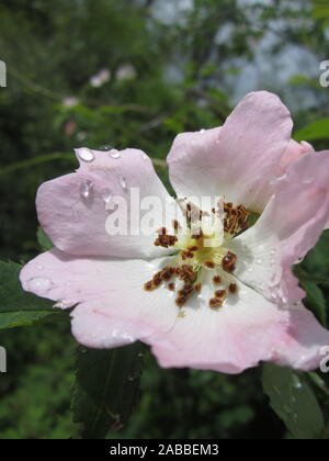 Am Morgen die Sonne scheint auf die Dog Rose mit Tautropfen eingerichtet. Wassertropfen auf einem zarten rosa und weißen Blüten erstrahlen. Hinter ihnen die Blätter Stockfoto