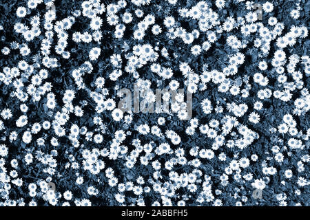 Abstract background Image durch künstliche Farbe Manipulation der Patch von Daises in einem Rasen angelegt mit weißen daisy flowers Köpfe Blue Dots & Gras UK Stockfoto