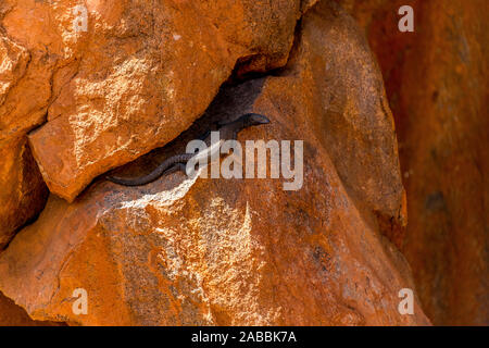 Eine Goanna in einer Spalte am Fuß des Uluru (Ayres Rock). Uluru, Northern Territory, Australien Stockfoto