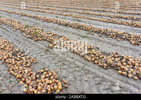 Zeilen des geernteten Gold gelbe Zwiebeln auf einem Feld in den Niederlanden im Herbst Stockfoto