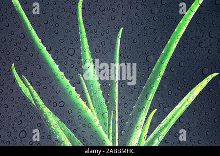 Aloe Vera mit frischen Tropfen Wasser. Aloevera close-up für Kosmetik, Schönheit, alternative Medizin, auf schwarz grau hinterlegt. Pflege der Haut feuchtigkeitsspendende Konzept der natürlichen organischen Anlage. Stockfoto