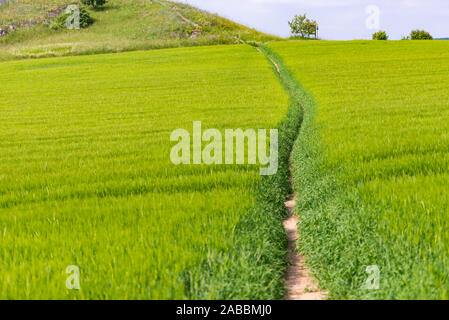 Moravian fields. Path through field. Bright and juicy green grasses. The road to the hills through rye. Stockfoto