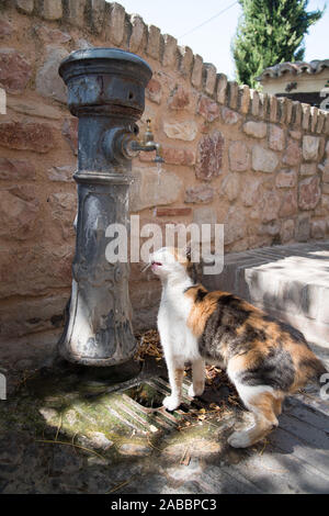 Katze trinkt ein frisches kaltes Trinkwasser aus Brunnen im historischen Zentrum von Spello, Umbrien, Italien. August 21 2019 © wojciech Strozyk/Alamy Stock Stockfoto