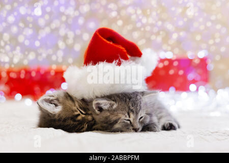 Weihnachten Kätzchen, das Tragen von Santa Claus hat Schlafen auf White plaid mit verschwommenen leuchtet. Adorable kleine Kätzchen, tabby Kitten, Kitty, Katze schmusen in sl Stockfoto