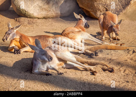 Rote Känguru Familie liegen auf dem Sand Stockfoto