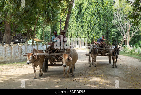 Zwei Ochsenkarren in Tandem sind Holz auf den Markt zu schleppen, auf einer Schotterstraße entlang der Chindwin River im Nordosten von Myanmar (Birma) Stockfoto