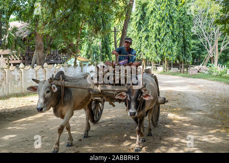 Ein Mann auf einem Ochsenkarren transportiert Holz auf den Markt auf einem Feldweg entlang der Chindwin River im Nordosten von Myanmar (Birma) Stockfoto