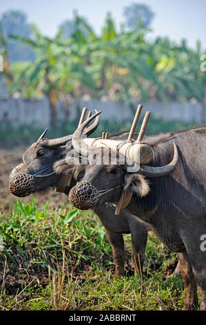 Ein paar Wasserbüffel (Bubalus bubalisulling) Ziehen einer Pflugschar in Myanmar Feld Stockfoto