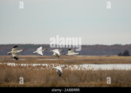 Eine Gruppe von Schnee Gänse fliegen über dem Sumpf - Chen caerulescens Stockfoto