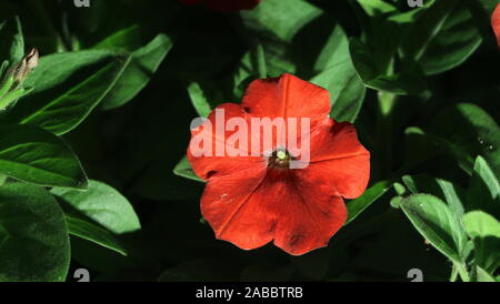 Bunte Sonnenschirm garten Doha Stockfoto