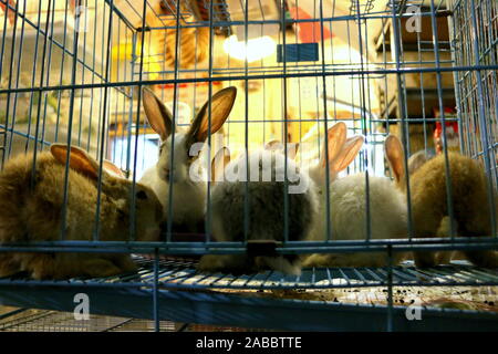 Kaninchen die Intelligente Stockfoto