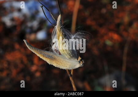 Zwei milkweed Pods, Spätherbst, in einem Glebe Garten, trocknen und zu platzen. Ottawa, Ontario, Kanada. Stockfoto