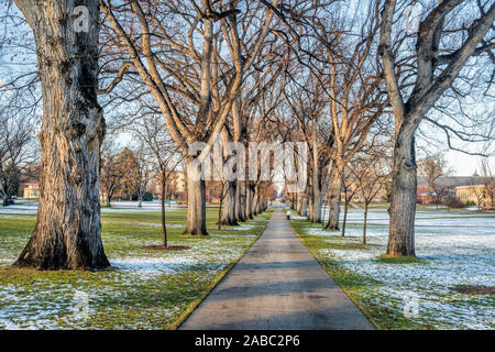 Alley alter amerikanischer Ulmen im späten Herbst Landschaft - historische Oval von der Colorado State University Campus - Wahrzeichen von Fort Collins Stockfoto
