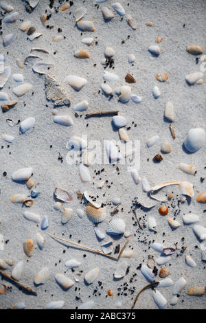 Fullframe Foto der Muscheln an der Küste des Atlantischen Ozeans Stockfoto