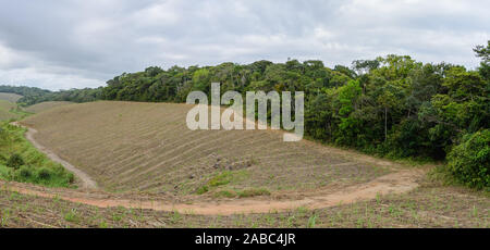 Große Schwade der Atlantischen Wald wurden für Zuckerrohr Plantage gelöscht. Brasilien, Südamerika. Stockfoto