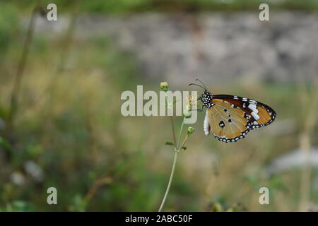 Ein afrikanischer Monarch oder Plain Tiger Butterfly thront auf einem coatbuttons Blume in der Beginn der Regenzeit in Surakarta, Indonesien. Stockfoto
