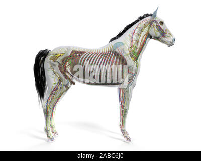 Gerenderten 3D-Anatomie des Pferdes Anatomie Stockfoto