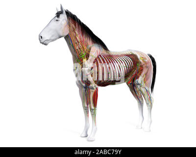 Gerenderten 3D-Anatomie des Pferdes Anatomie Stockfoto