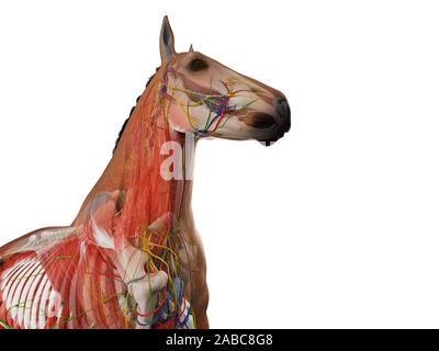 Gerenderten 3D-Anatomie des Pferdes Anatomie Stockfoto