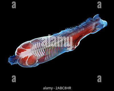 Gerenderten 3D-Anatomie des Pferdes Anatomie Stockfoto