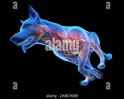 3D-gerenderte Medizinisch genaue Abbildung eines Hunde Anatomie Stockfoto