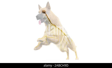 3d-medizinisch genaue Abbildung eines Hunde nervös gemacht Stockfoto