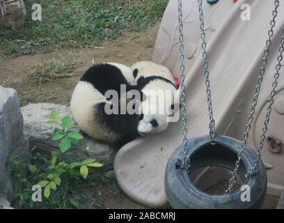 Twin panda Schwestern verbringen Freizeit durch Umarmen mit und in einem Zoo in Peking, China kämpfen gegeneinander, 22. Oktober 2019. *** Local Caption** Stockfoto