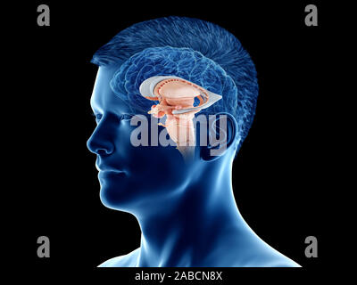 3D-gerenderte Medizinisch genaue Abbildung der Anatomie des Gehirns - Der interne Anatomie Stockfoto