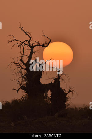 Die Ansicht von sunrise mit cucoloris der Wüste Pappel im Tarimbecken, ein endorheic Becken auf einer Fläche von ungefähr 1,020,000 Quadratkilometern, in Stockfoto