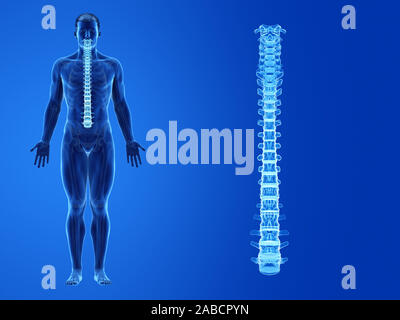 3D-gerenderte Medizinisch genaue Abbildung der menschlichen Wirbelsäule Stockfoto
