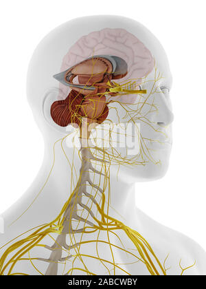 3D-gerenderte Medizinisch genaue Abbildung der internen Anatomie des Gehirns Stockfoto