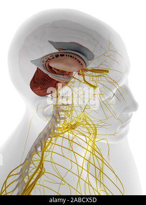 3D-gerenderte Medizinisch genaue Abbildung der internen Anatomie des Gehirns Stockfoto