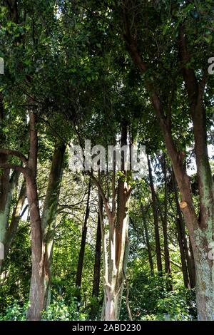 Goldene stunde Blick nach oben Der grüne grüne Bäume im Wald mit hohen Trunks gesprenkelte durch Sonnenlicht Stockfoto